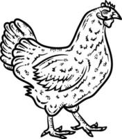 poulet animal coloration page pour adulte vecteur
