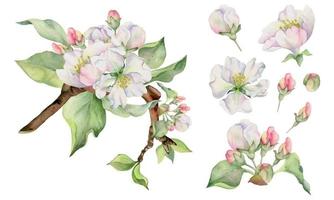 main tiré aquarelle Pomme fleurs sur branche avec feuilles, blanc, rose et vert. carré composition isolé sur blanc Contexte. conception pour mur art, mariage, imprimer, tissu, couverture, carte, invitation. vecteur