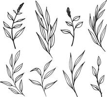 ensemble de branches de plantes vectorielles graphiques avec feuilles et fleurs. éléments vectoriels pour la conception de mariage, la conception de logo, l'emballage et d'autres idées vecteur