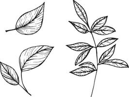 ensemble de branches de plantes vectorielles graphiques avec feuilles et fleurs. éléments vectoriels pour la conception de mariage, la conception de logo, l'emballage et d'autres idées vecteur