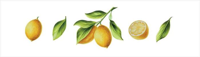 aquarelle bannière avec Frais mûr citron avec brillant vert feuilles et fleurs. main tiré Couper agrumes tranches La peinture sur blanc Contexte vecteur