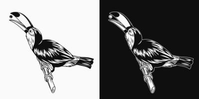 toucan séance sur branche et en mangeant graines. détaillé monochrome illustration dans ancien style sur blanc, foncé Contexte. vecteur