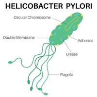 helicobacter pylori est les bactéries infecter votre estomac. vecteur