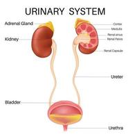 anatomie de le à l'intérieur urinaire système. vecteur
