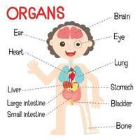 le Humain corps organes pour enfants. vecteur