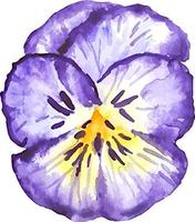 aquarelle violet pensée fleur clipart isolé sur blanc vecteur