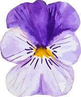 pensée violet fleur aquarelle fleur clipart isolé sur blanc vecteur