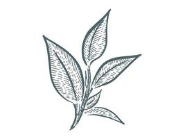 feuilles de thé vert. dessinés à la main, vecteur. vecteur
