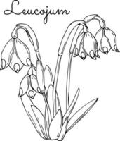 perce-neige printemps leucojum contour fleurs contour. monochrome noir et blanche. vecteur