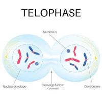 térophase est le phase de le cellule cycle. vecteur