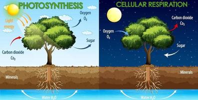 diagramme montrant le processus de photosynthèse et de respiration cellulaire