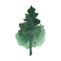 main tiré aquarelle sapin arbre forêt clipart vecteur