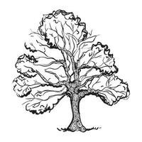 dessin de chêne vecteur