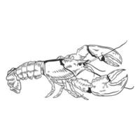 illustration dessinée à la main de homard vecteur