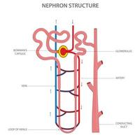 structure de néphron dans un rein vecteur illustration dans blanc Contexte