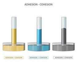 adhésion et cohésion de l'eau et capillaire action dans physique science vecteur