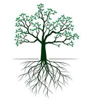 forme de vert arbre avec feuilles et racines. vecteur contour illustration.