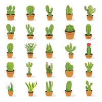 plantes de cactus en pot
