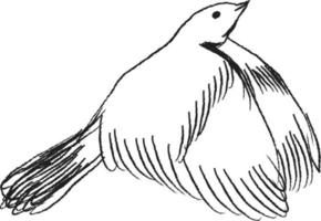 croquis oiseau volant. illustration vectorielle dessinée à la main isolée. gravure moineau, mésange, hirondelle dans un style doodle vecteur