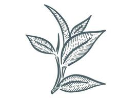 feuilles de thé vert. dessinés à la main, vecteur. vecteur