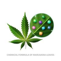 Feuille verte de cannabis avec des molécules 3d de formules chimiques de cannabis isolé sur fond blanc vecteur