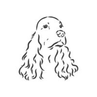 Museau de race de chien cocker spaniel, croquis de graphiques vectoriels dessin noir et blanc vecteur