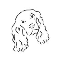 Museau de race de chien cocker spaniel, croquis de graphiques vectoriels dessin noir et blanc vecteur