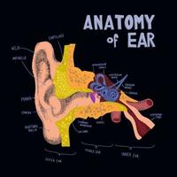 structure anatomique l'oreille humaine. anatomie de l'oreille humaine en doodle et style dessiné. cochlée et compopents auriculaires vecteur