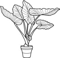 caladium plante lineart vecteur