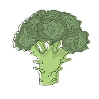 brocoli comestible chou vecteur