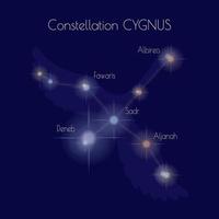 constellation cygnus sur le Contexte de foncé bleu ciel. étoiles de le nord céleste hémisphère. contour de le cygne. informatif affiche. vecteur. vecteur