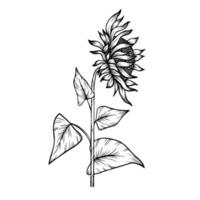 ligne art clipart avec tournesol vecteur