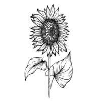 ligne art clipart avec tournesol vecteur