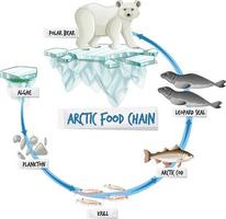 concept de diagramme de chaîne alimentaire arctique vecteur