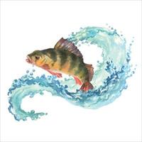 aquarelle illustration, une perche sauts en dehors de le l'eau. composition perche et vague avec l'eau éclaboussure isolé sur blanc Contexte vecteur