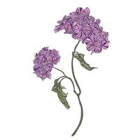 fleur hortensia. vecteur Couleur illustration. jardinier, jardinage bannière