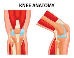 le genou anatomie ensemble vecteur