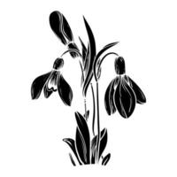 premier printemps fleurs. perce-neige vecteur silhouette illustration