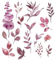 eucalyptus et verdure aquarelle des illustrations ensemble, main peint aquarelle les plantes et feuilles vecteur