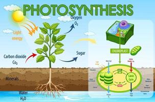 Diagramme montrant le processus de photosynthèse dans une plante vecteur