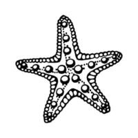 étoiles de mer. illustration vectorielle dessinés à la main dans le style de croquis. vecteur