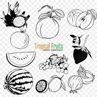 tropical fruit collection, agriculture fruit, jardinage, agriculture, biologique nourriture vecteur