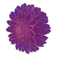 chrysanthème fleur. magnifique violet fleur avec d'or contour. vecteur