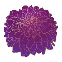 chrysanthème fleur. magnifique violet fleur avec d'or contour. vecteur