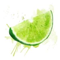 aquarelle Frais vert été illustration de citron vert tranche. isolé illustration sur une blanc arrière-plan, pour cartes postales, motifs, et textiles. vecteur