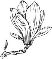 linéaire magnolia fleur. main tiré illustration. vecteur