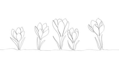 crocus ou Safran fleurs tiré par lignes. contour fleurs pour invitations ou printemps conception vecteur