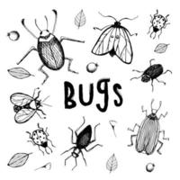 insecte illustration, dessin, gravure, encrer, ligne art, vecteur