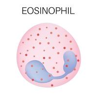 type de blanc du sang cellule - éosinophile. vecteur