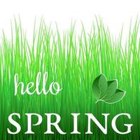 blanc phrase Bonjour printemps sur vert herbe et avec vert feuilles. vecteur